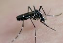 Zika virussen spreder sig